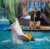 Дельфинарии, океанариумы в Русском